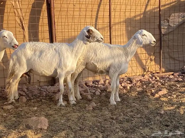 مراح حريات حرش صنف 11