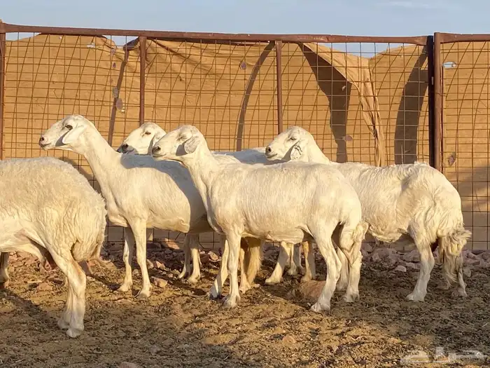 مراح حريات حرش صنف 9