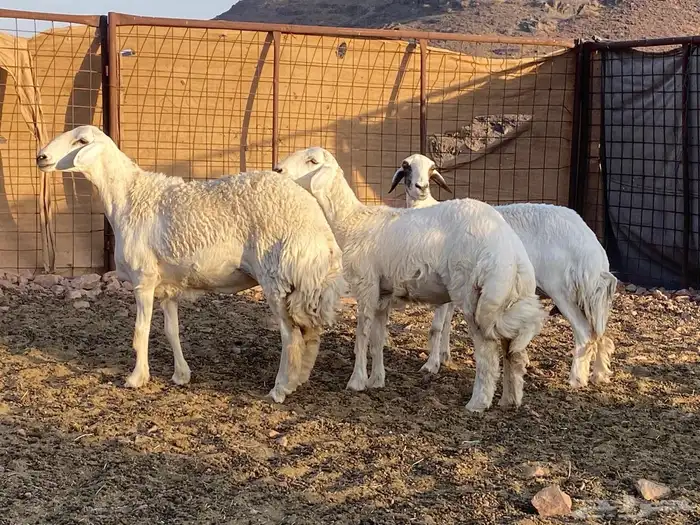 مراح حريات حرش صنف 14