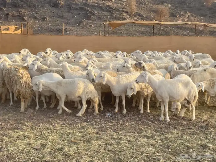 ضان حرش بفحولها 0