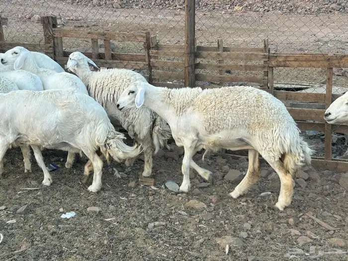 مراح حريات حرش صنف 1