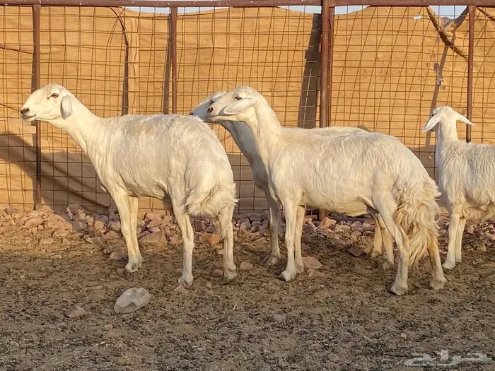 مراح حريات حرش صنف 18