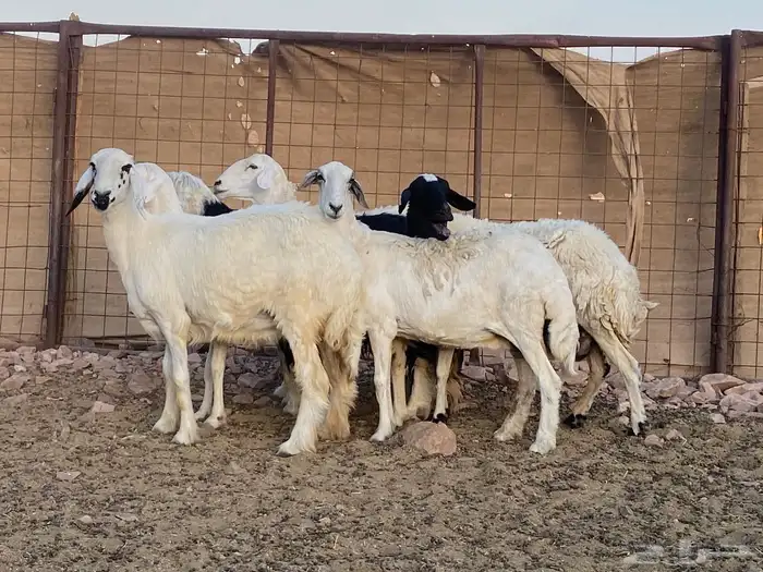 مراح حريات حرش صنف 12