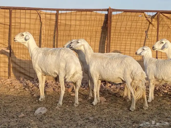 مراح حريات حرش صنف 15