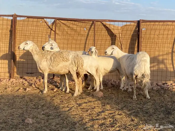 مراح حريات حرش صنف 7