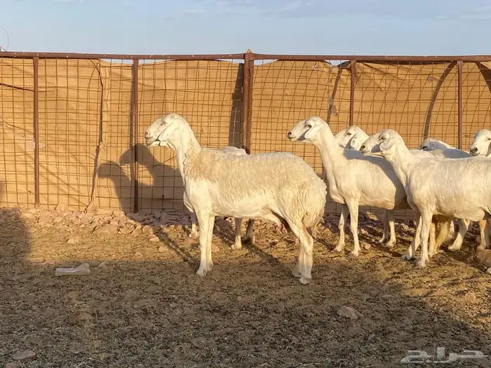 مراح حريات حرش صنف 8