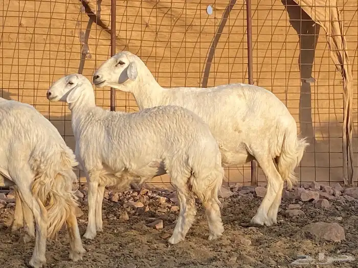 مراح حريات حرش صنف 13