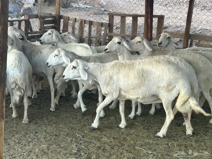 مراح حريات حرش صنف 4