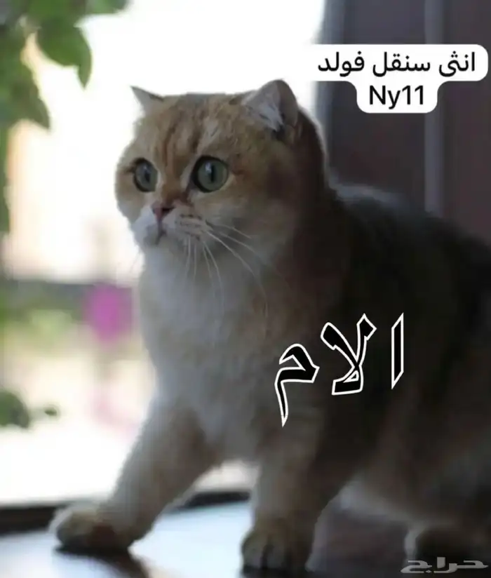 كيتن سكوتش للحجز 3