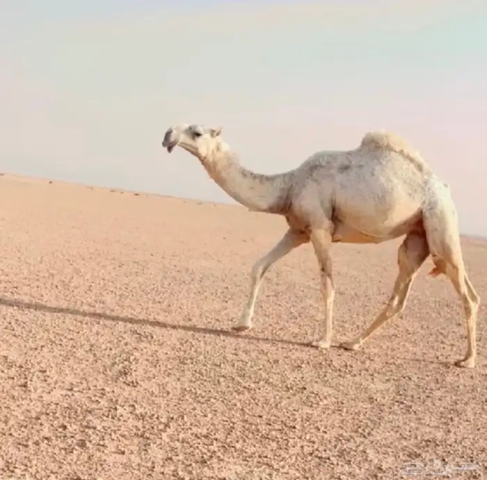 بعير باتلي منتج 4
