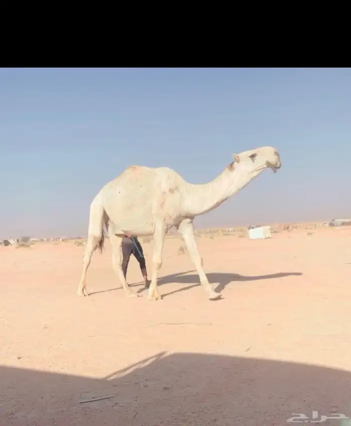 بعير باتلي منتج 1