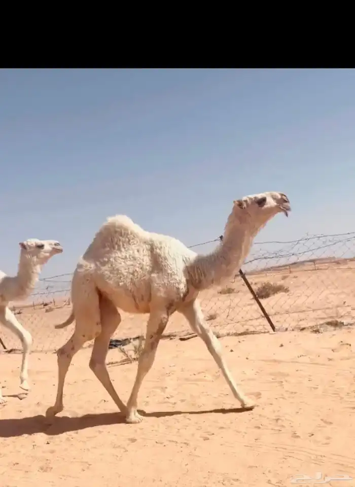 بعير باتلي منتج 2