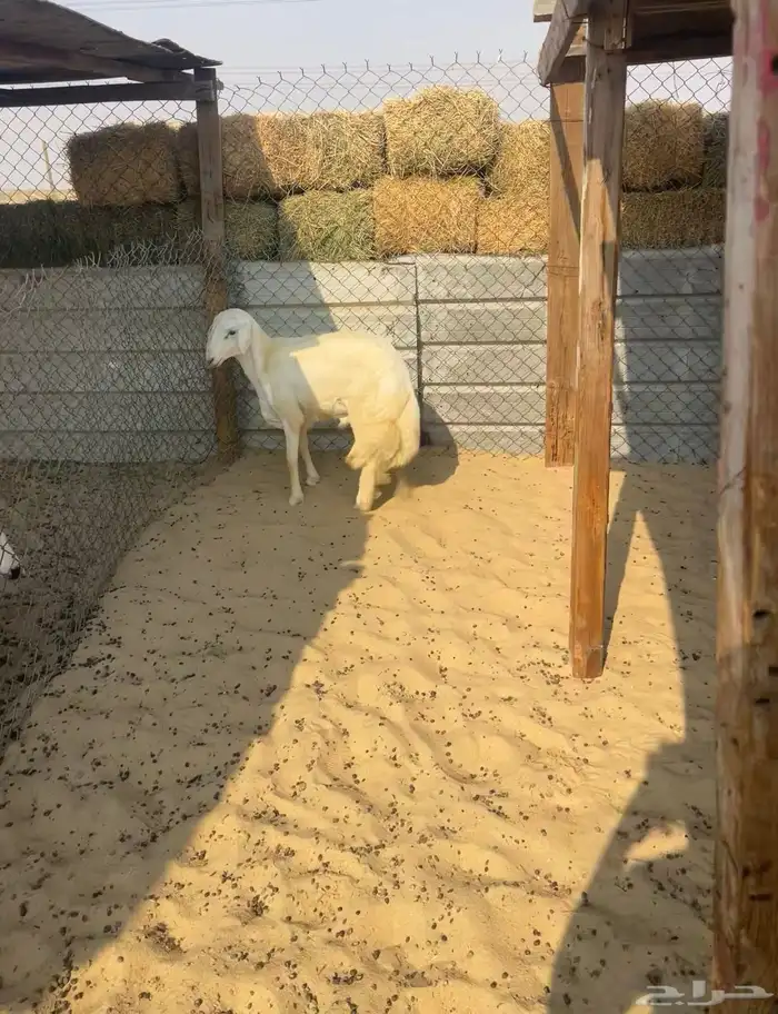 مشروع فحل حري 1