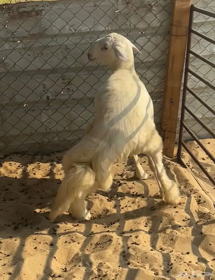 مشروع فحل حري 0