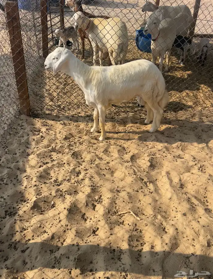 مشروع فحل حري 3