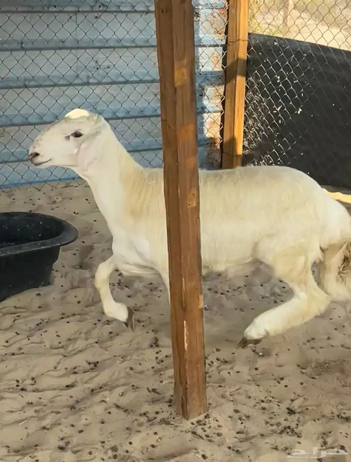 مشروع فحل حري 2