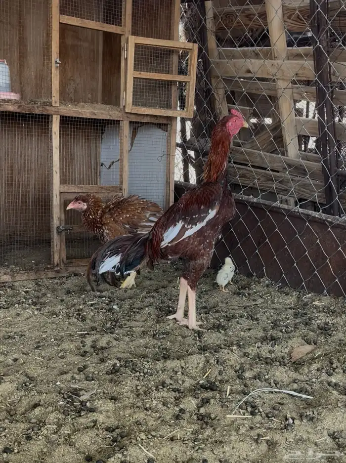 دجاج باكستاني 0