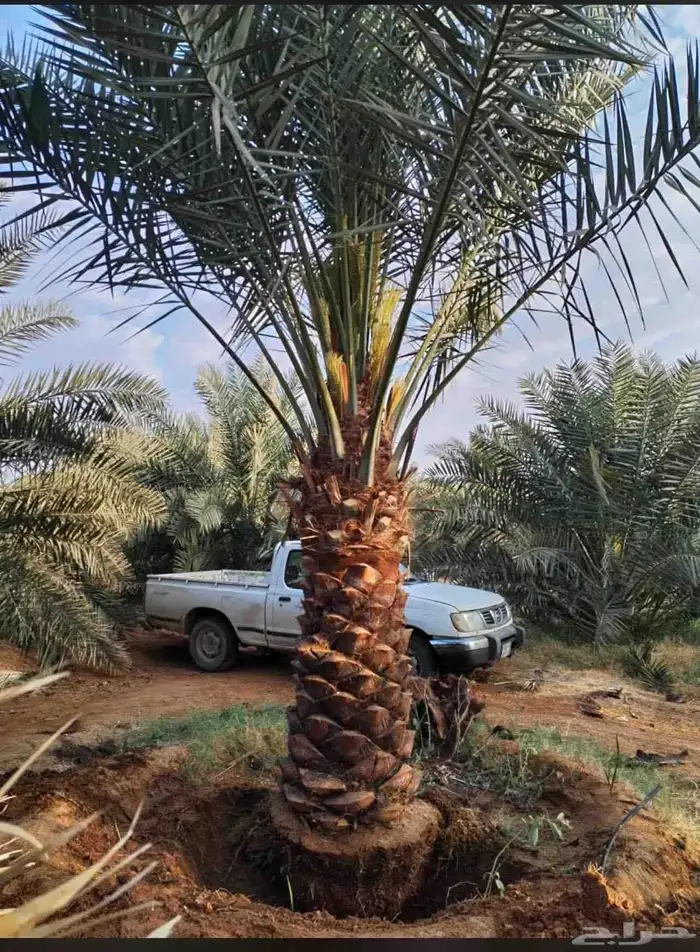 مقاول قلع وتوريد جميع انواع النخيل ولاشجار 5