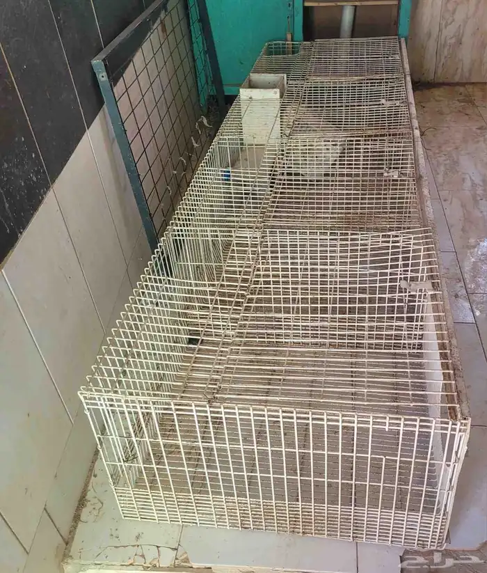 بطارية أرانب 0