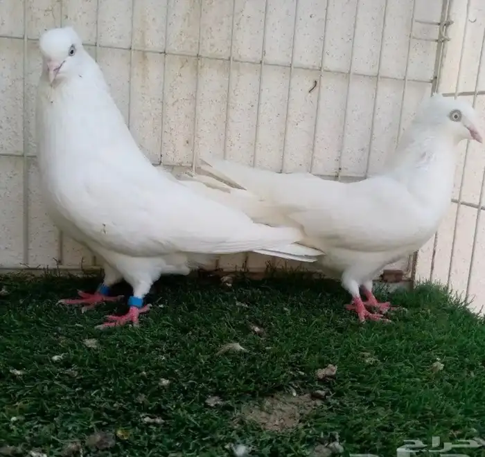 جوز ايراني حمام 1