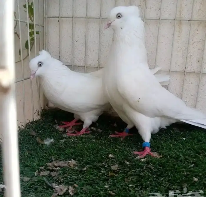 جوز ايراني حمام 0