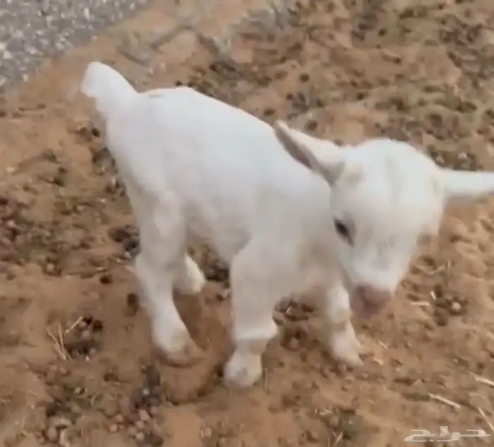 جفره (تم البيع خارج الحراج الالله يبارك لشاري و يعوض للبايع) 1