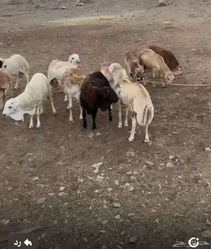 تيوس يمانيه و غنم رفيدي 2