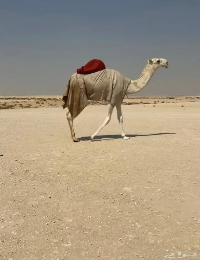 بكره تماميه عمرها 8 شهور 0