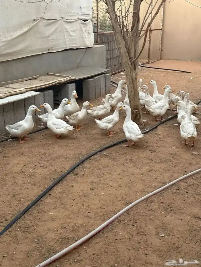 بط بكيني 0