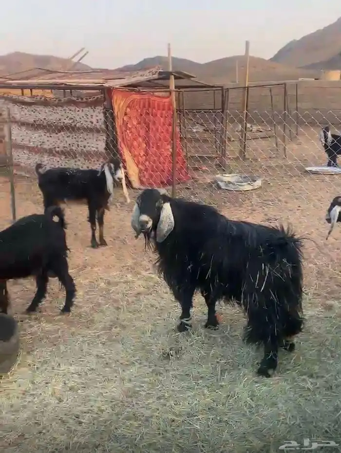 تيس احبشي بصحه جيده شرط قريع 0