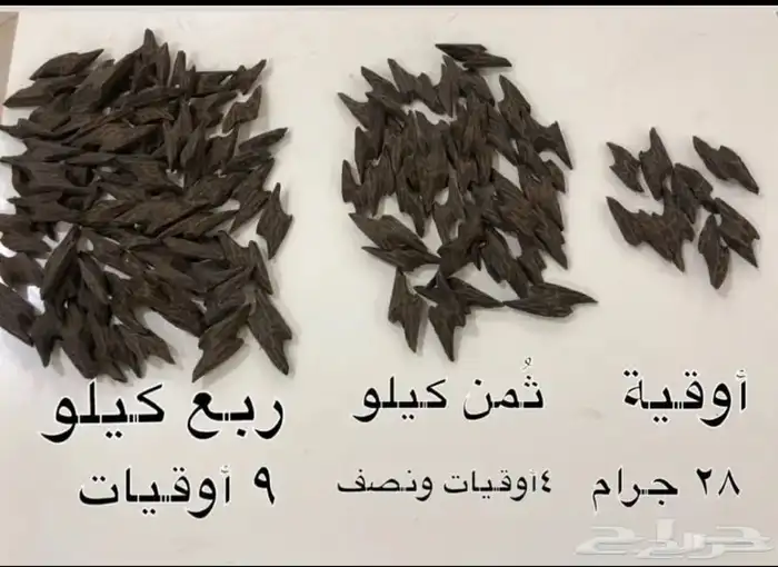 عود تايقر و كلمنتان 1