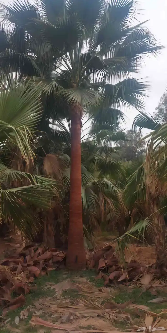 نخل واشنطني نخل ملوكي ثيل طبيعي للبيع 13