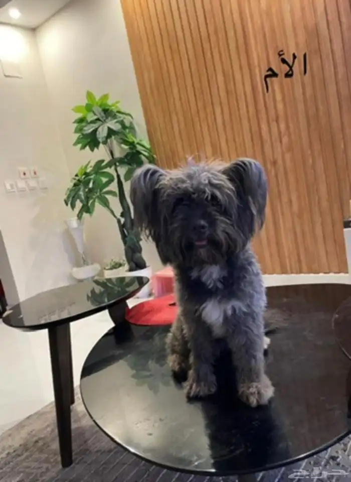 كلب مالتيز 2