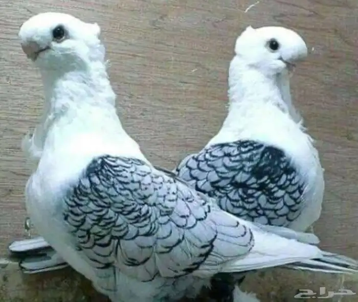 ( مطلوب ) حمام زينه 0