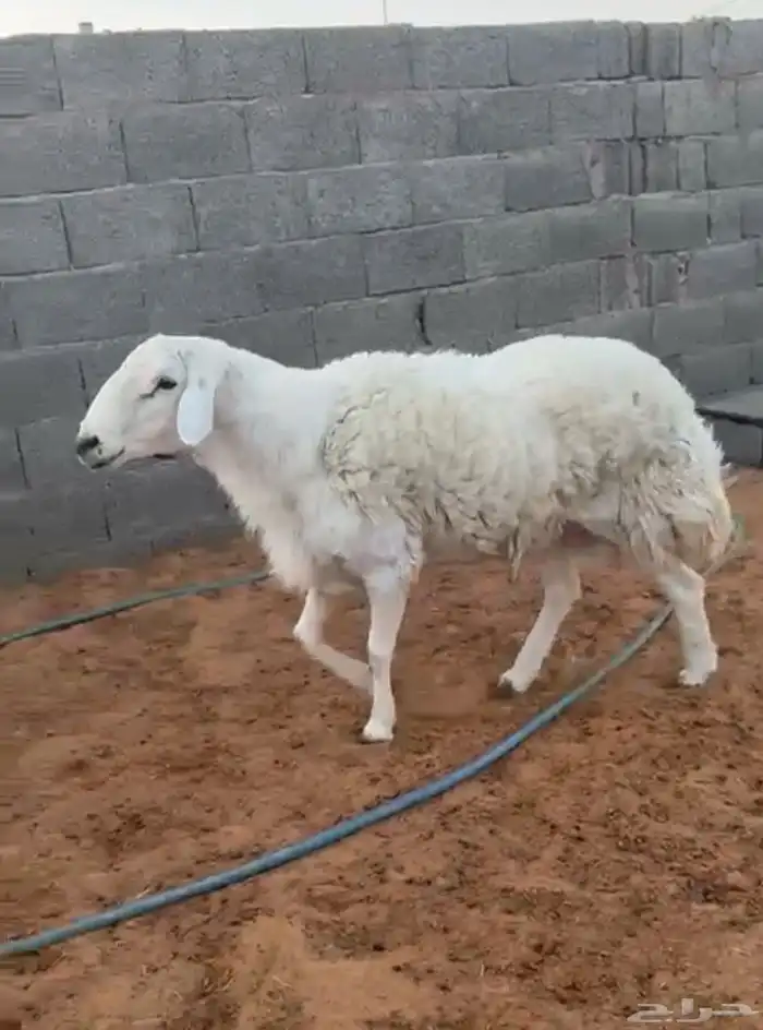 خروف حري 1