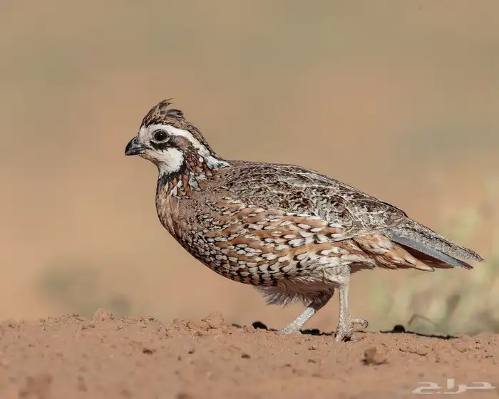 فروخ سمان بوب وايت شهر (تم البيع) 0