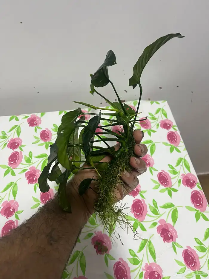 نبات واسماك 5
