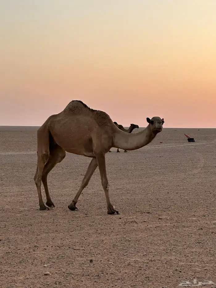 ضريبه ثنيه 1
