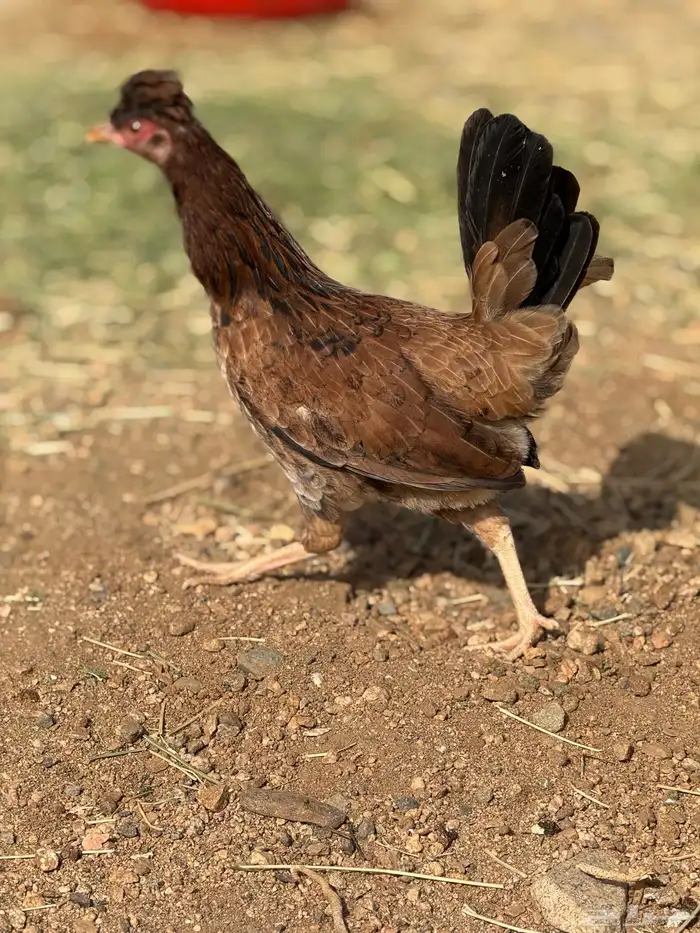 بيض دجاج عربي أصيل (أفرق) 25