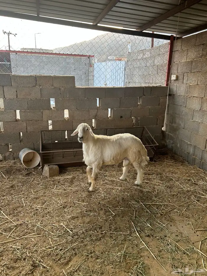 الباحه قلوه تهامه 3