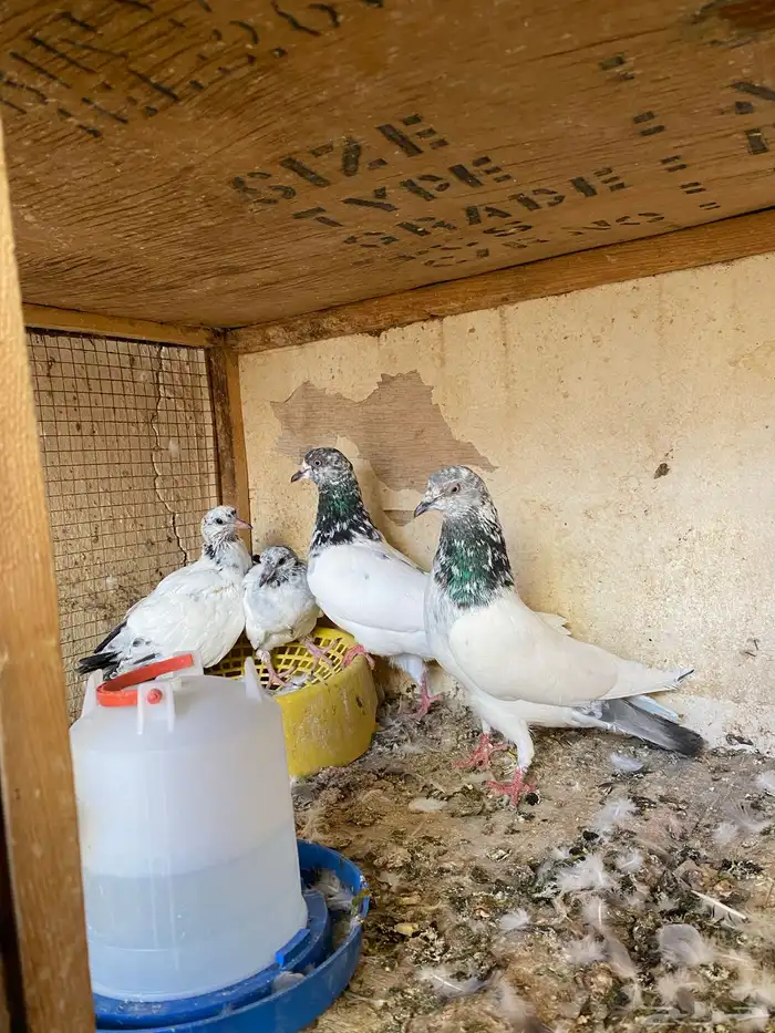 للبيع جوز باكستاني بعيالة 6