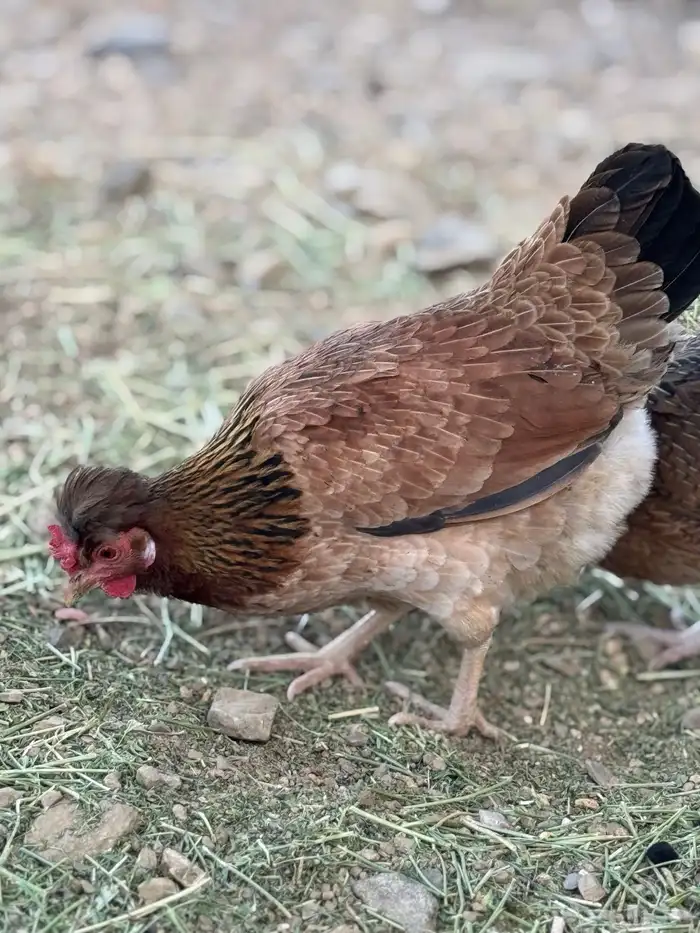 بيض دجاج عربي أصيل (أفرق) 11