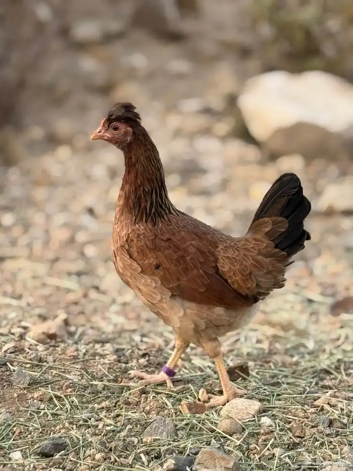 بيض دجاج عربي أصيل (أفرق) 28