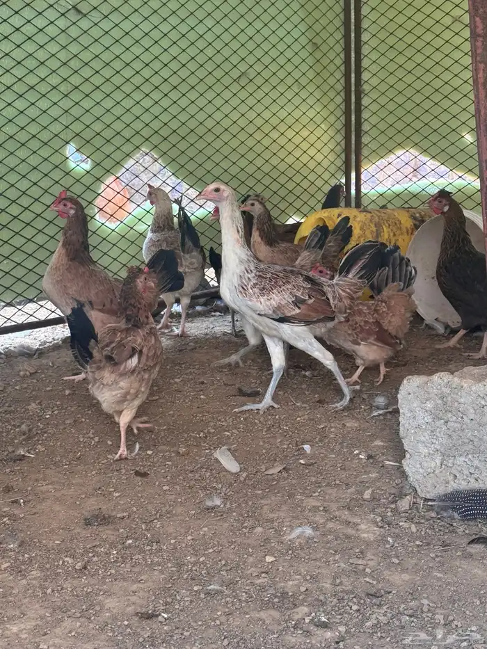 دجاج عربي دجاج جبنيز ديك رومي للبيع 20