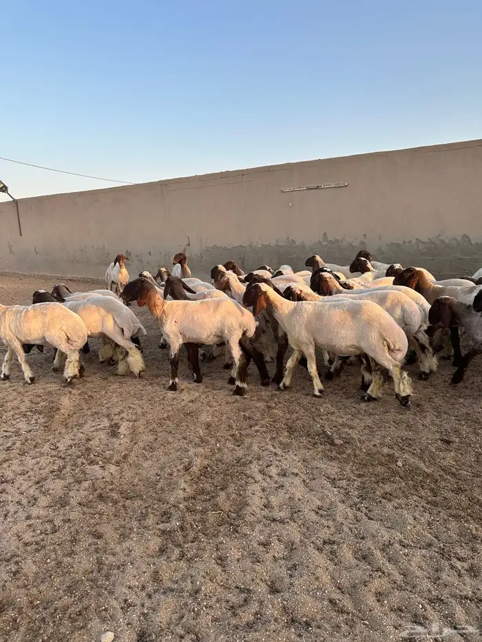 جذعات أنعيم طيبه ( تم البييع ) 0