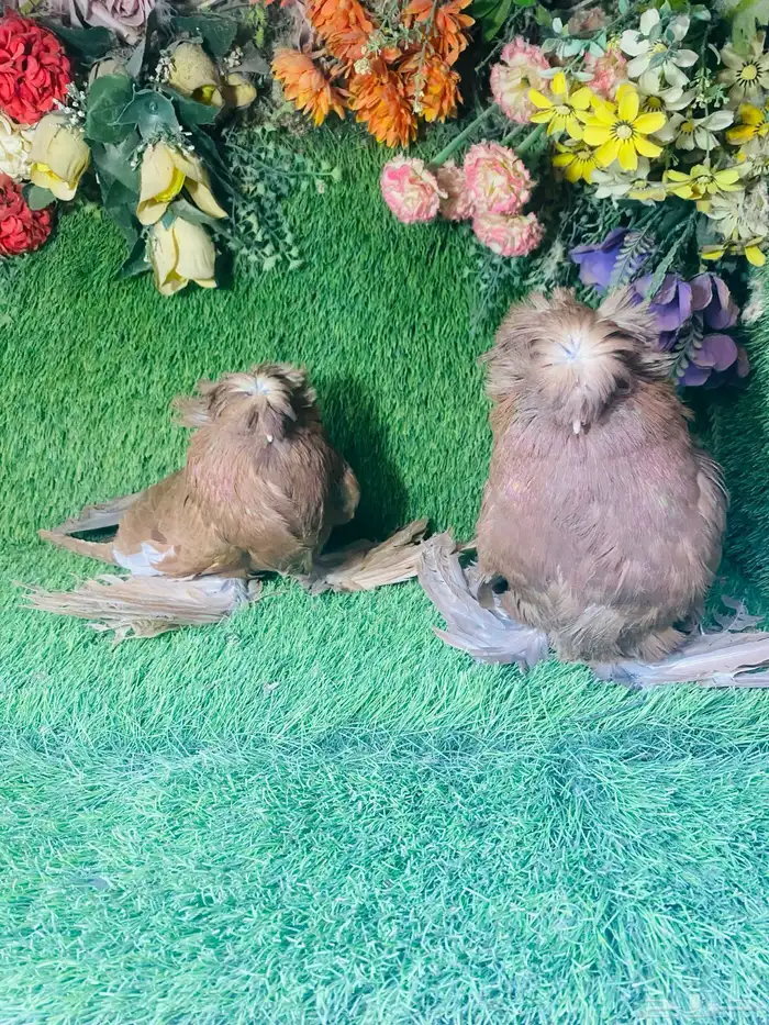للبيع طبه بخاره احمر 3