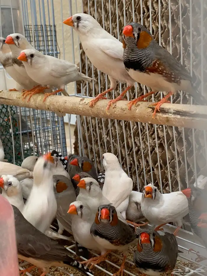 اجواز زيبرا محمية (تم البيع) 0