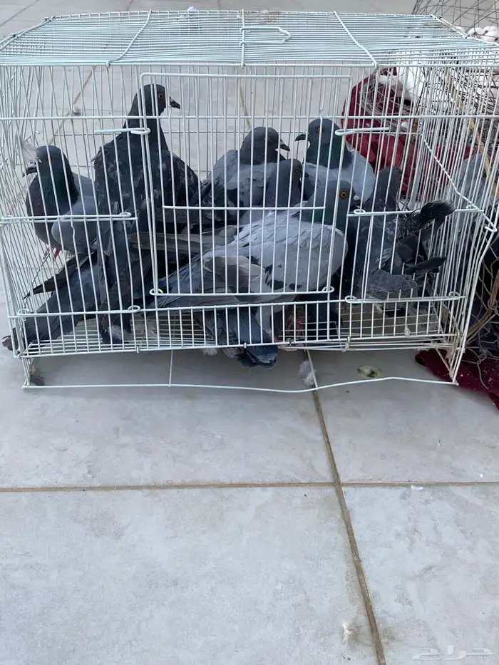 حمام فرنسي 12  جوز حمام بلدي 30 جوز على اسوم 1