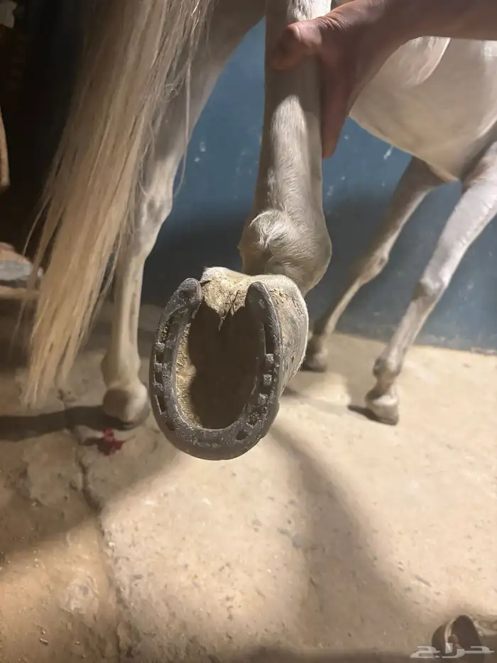 الخيل شعبي شيخخ 5