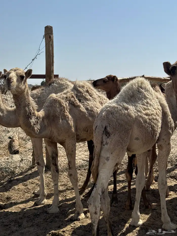 حشو تربية العدد 7 بكار و 4 قعدان 0